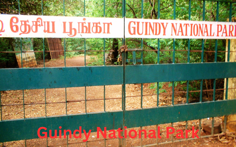 Blog Guindy National Park Chennai India