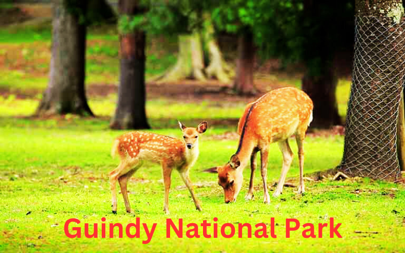 Blog Guindy National Park Chennai India