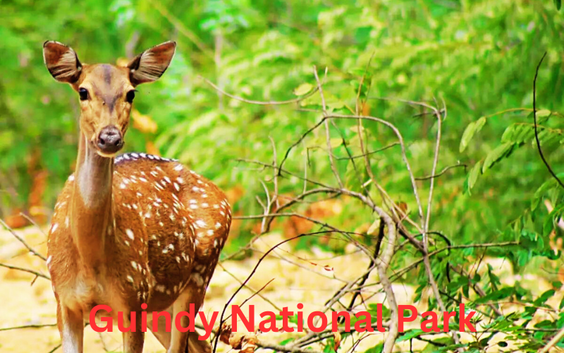 Blog Guindy National Park Chennai India